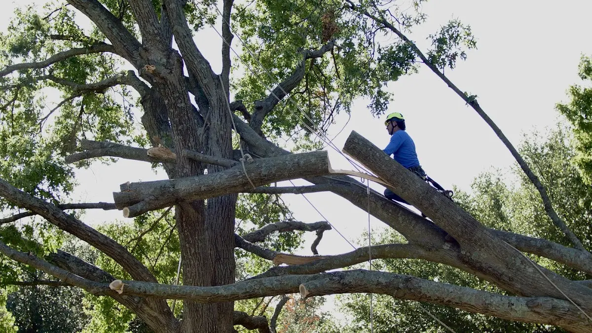 Professional Hazardous Tree Removal performed by certified arborists in Cannon